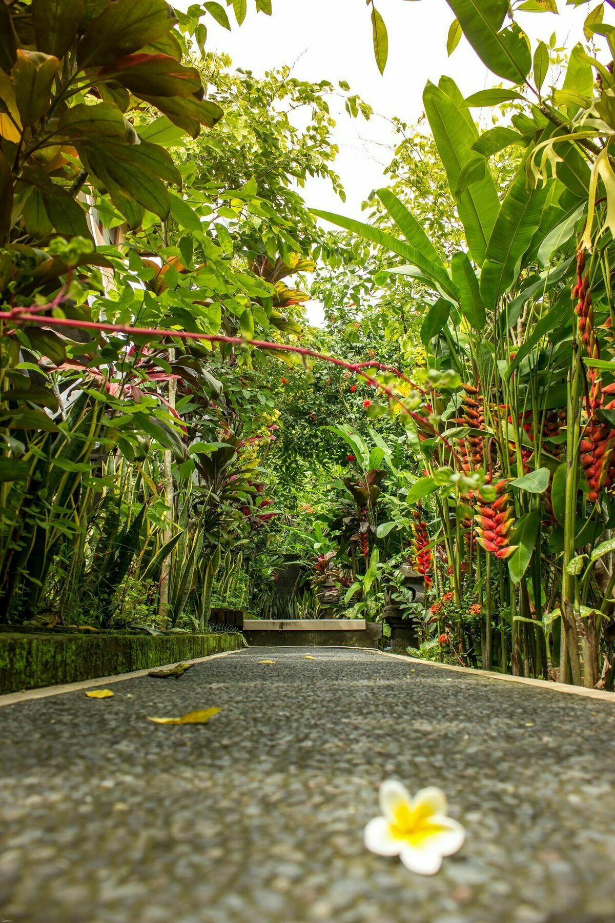 Bismajaya Bungalow Ubud Kültér fotó
